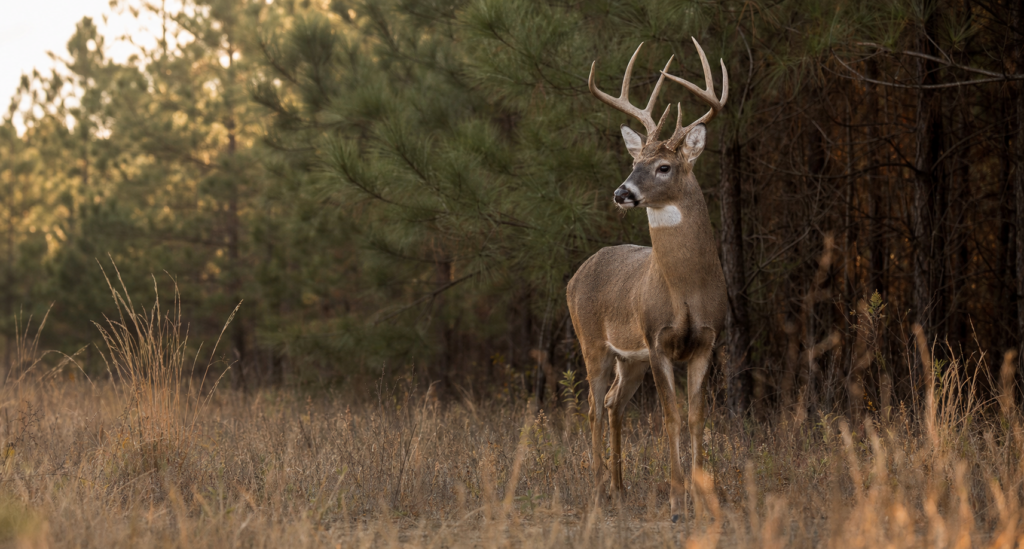 Whitetail buck at edge of pine break at golden hour in South Carolina