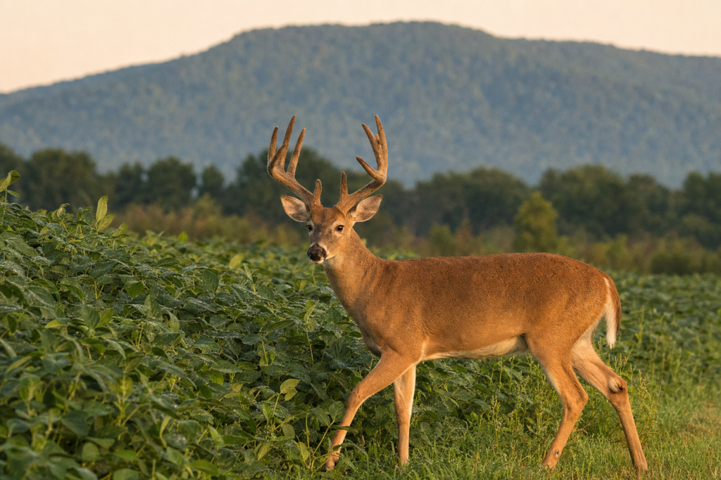 Kentucky rewrites damage-tag rules to cover more than deer