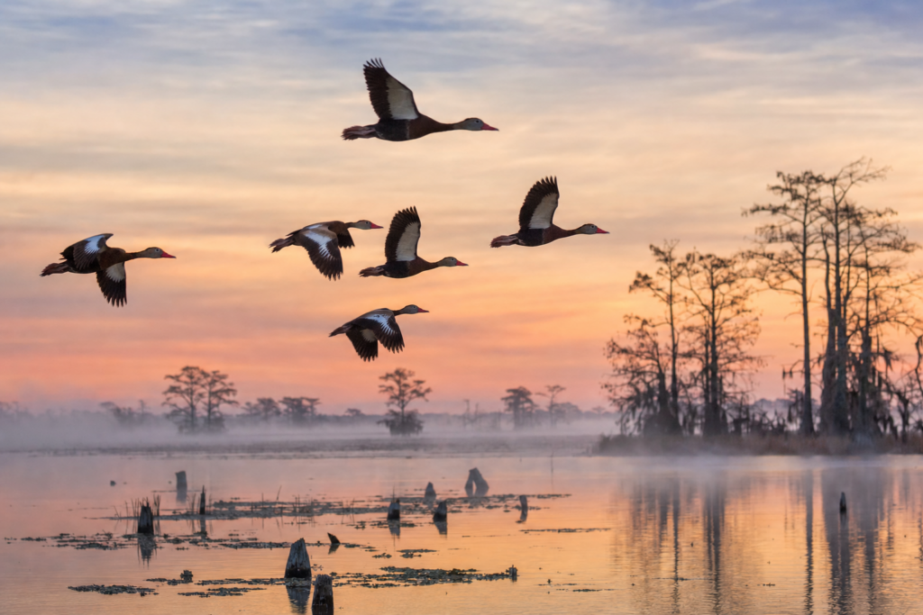 Louisiana opens first stand-alone whistling-duck hunt Oct 3-11